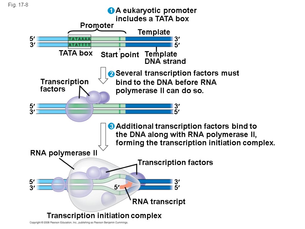 Fig. 17-8 A eukaryotic promoter includes a TATA box 3 1 2 3 Promoter